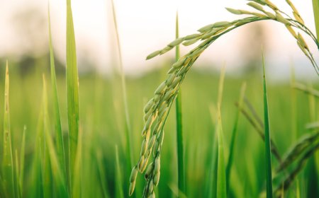 If BNP Seizes This Moment, Bangladesh’s Youth Will Lead a New Golden Era