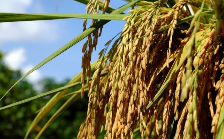 The Political Landscape Facing BNP