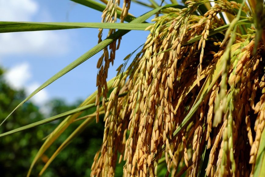 Bnp Rice The Political Landscape Facing BNP - Counterpoint