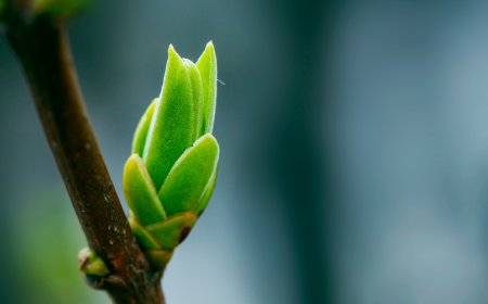 Taking Greening Bangladesh Seriously