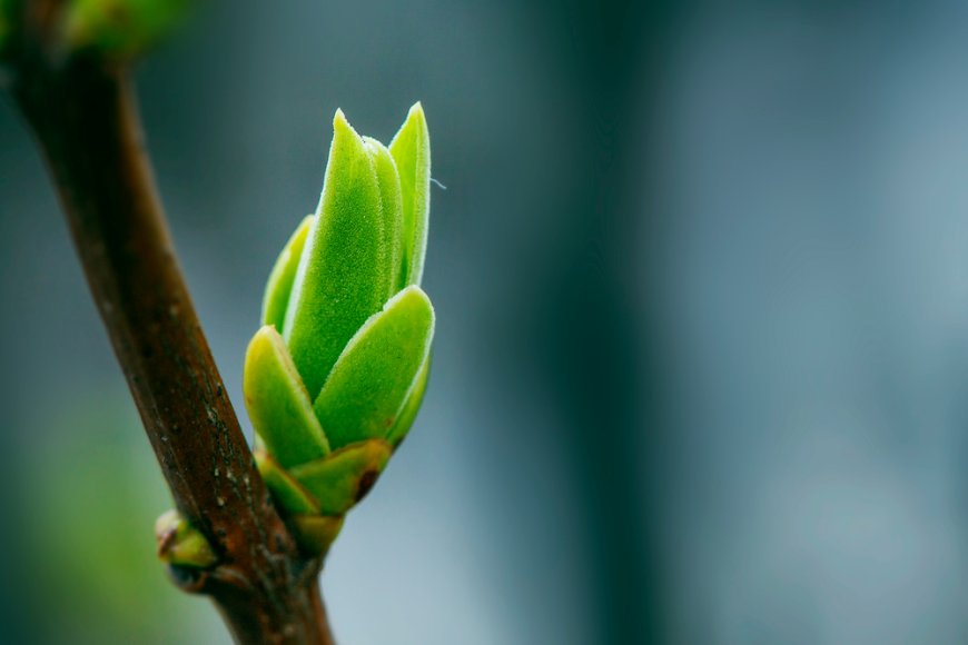 Taking Greening Bangladesh Seriously