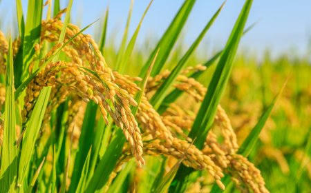 The Long Road Home : Tarique Rahman Returns