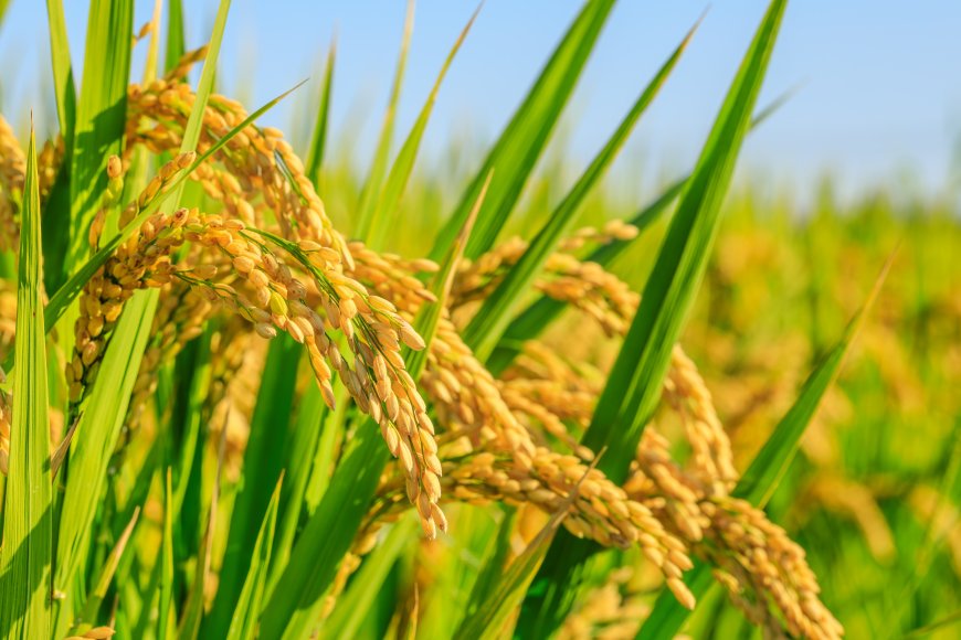 The Long Road Home : Tarique Rahman Returns