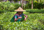 How Bangladesh Betrays Its Tea Garden Workers