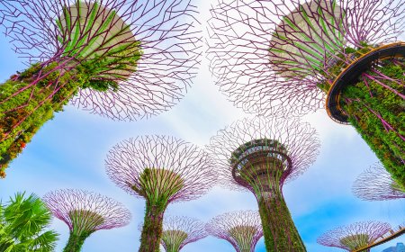 The Singapore Playbook