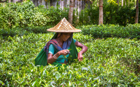 How Bangladesh Betrays Its Tea Garden Workers