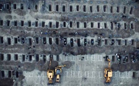 When Elephants Fight, It is the Grass that Suffers