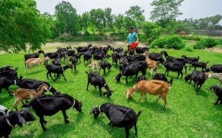 From Collateral to Customers: Rethinking Capital Allocation in Bangladesh