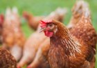 Bangladeshi Chicken Farmers are About to get Slaughtered