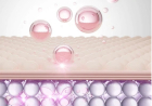 The Role of Collagen