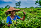 The Plantation That Outlived the Empire
