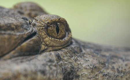 Mnemonicide of a Crocodile