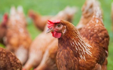 Bangladeshi Chicken Farmers are About to get Slaughtered