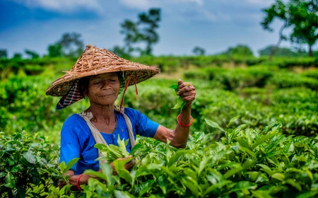 The Plantation That Outlived the Empire