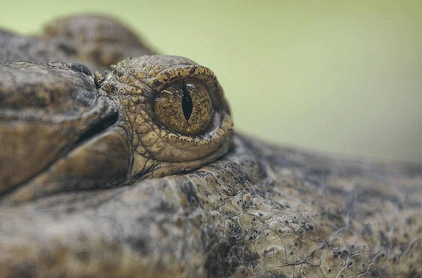 Mnemonicide of a Crocodile