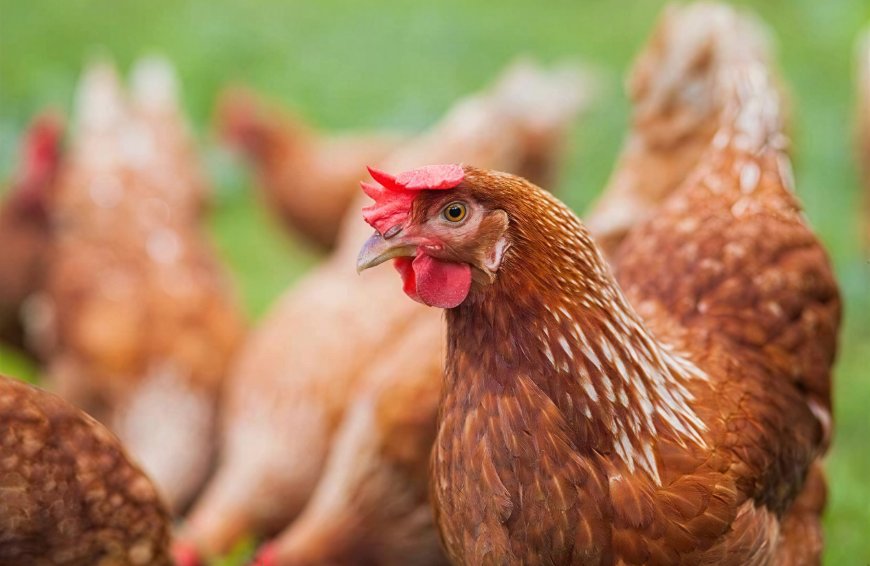 Bangladeshi Chicken Farmers are About to get Slaughtered