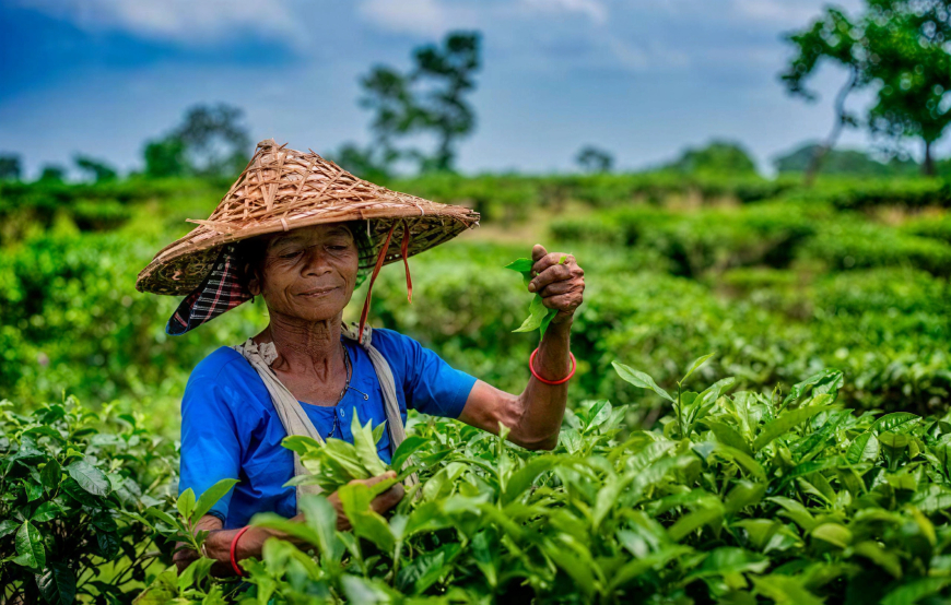 The Plantation That Outlived the Empire