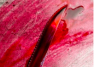 Four Murders, Two Narratives, and the Evidence in Between