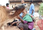 Animal Welfare Across Daily Commerce and Festival Sacrifice