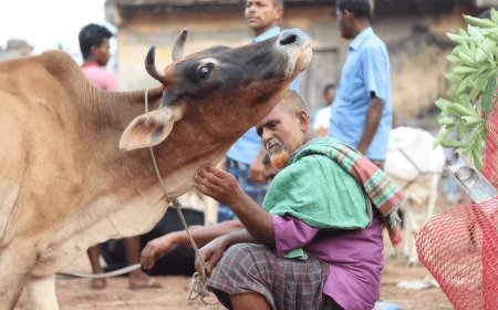 Animal Welfare Across Daily Commerce and Festival Sacrifice