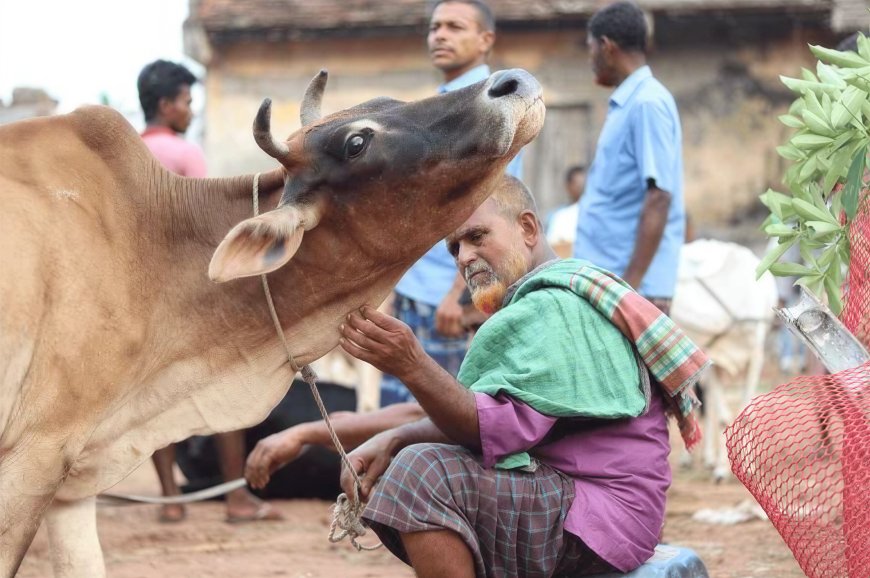 Animal Welfare Across Daily Commerce and Festival Sacrifice